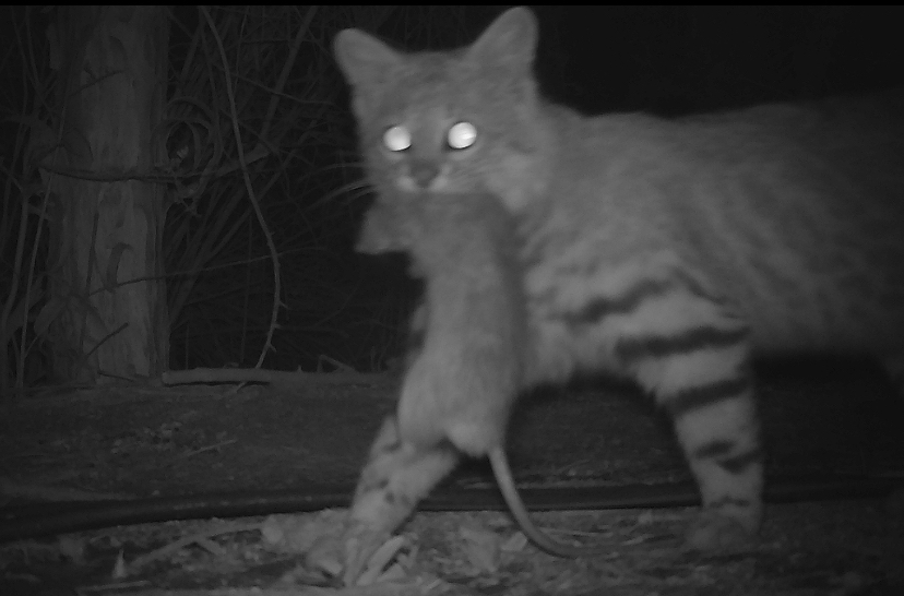 FAC7B4FD-FAC6-4CEC-A02D-67FA7DE2A6B9