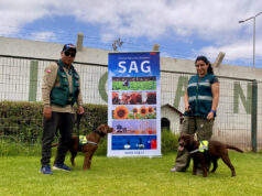 Alka y Trufa se suman al SAG como futuras canes detectoras