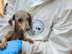 PDI detuvo a imputada por maltrato animal de 7 ejemplares caninos en Arica