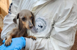 PDI detuvo a imputada por maltrato animal de 7 ejemplares caninos en Arica