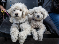 Municipalidad de Arica entrega recomendaciones para cuidar a las mascotas ante la pirotecnia clandestina