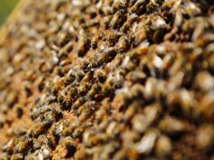 SAG llama a informarse ante nueva obligación de avisar aplicaciones de plaguicidas tóxico para las abejas