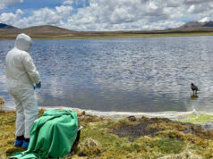 Liberan tagua gigante rehabilitada tras emergencia ambiental en sector Chungará