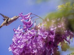 Preocupa bajo avistamiento de Picaflor de Arica