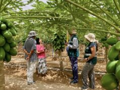 Agricultores fortalecen producción bajo malla antiafidos para enfrentar la Mosca de la Fruta