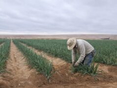 Seminario sobre soluciones sostenibles en el desierto convoca al sector agrícola de la región