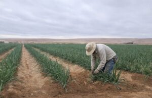 Seminario sobre soluciones sostenibles en el desierto convoca al sector agrícola de la región
