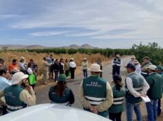 Cooperación que cruza fronteras: Productores de Tacna y Arica fortalecen control de la Mosca de la Fruta
