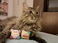SAG exigirá identificación individual de perros y gatos para su ingreso a Chile