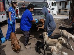 Municipalidad inicia operativo preventivo con animales abandonados en Cerro Chuño