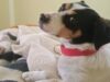 SAG convoca a veterinarios a inscribirse para apoyar acciones sanitariasen frontera para el ingreso de mascotas (perros y gatos)