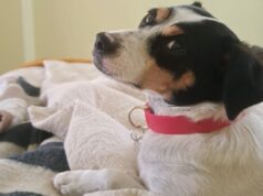 SAG convoca a veterinarios a inscribirse para apoyar acciones sanitariasen frontera para el ingreso de mascotas (perros y gatos)