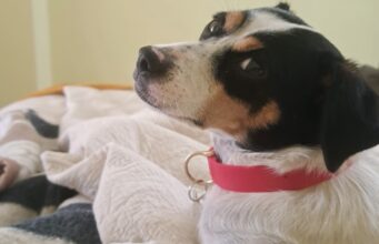 SAG convoca a veterinarios a inscribirse para apoyar acciones sanitariasen frontera para el ingreso de mascotas (perros y gatos)