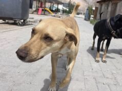 SUBDERE logra histórica inversión de 92,5 millones para esterilizar a 2.500 perros y gatos en Arica: el presupuesto más alto del país